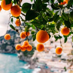 Vibrant Oranges Positano View