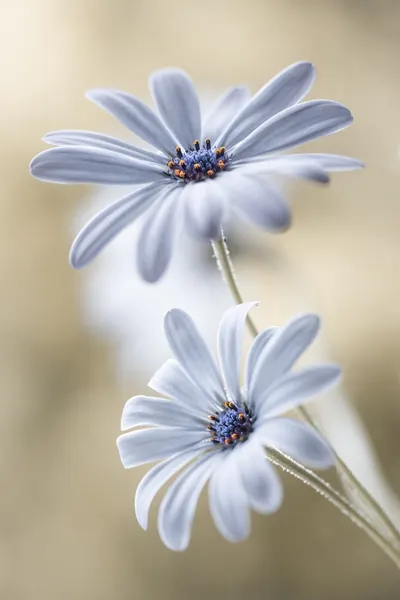 mandy-disher-767583 by Mandy Disher