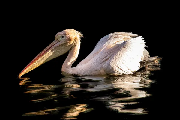 Pelican on Dark Water by Alexandra Isbasoiu