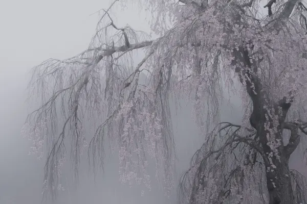 Ethereal Cherry Tree by 土屋正英/Masahide Tsuchiya