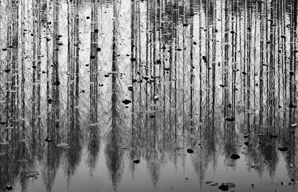 Winter Tree Reflections by YoungIl Kim