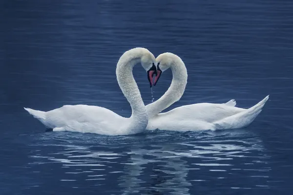 Swans Love Embrace by UU