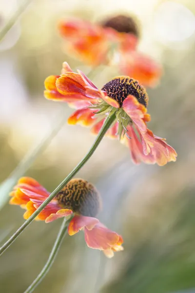 Helenium* by Mandy Disher
