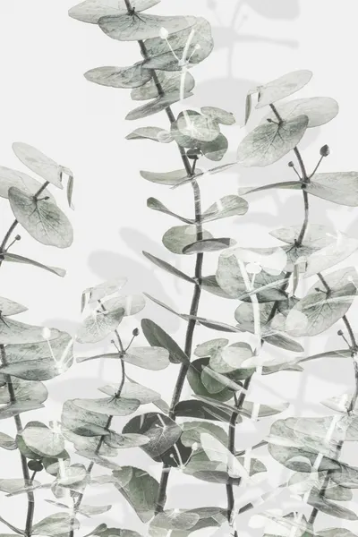 Soft Eucalyptus Layers by Pictufy Studio III