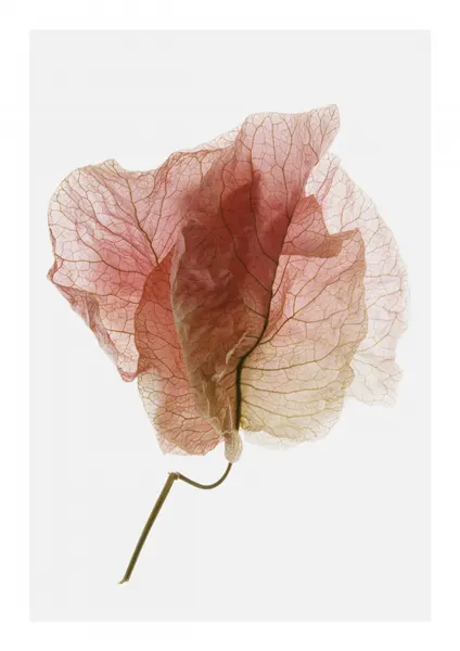 Delicate Petal Veins by Shot by Clint