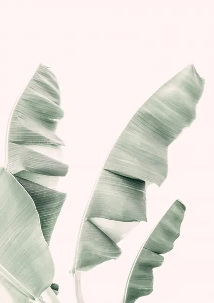 Blush Banana Leaves by Kathrin Pienaar