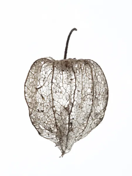 Fragile Nature's Veil by Shot by Clint