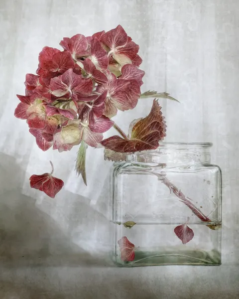 Hydrangea by Mandy Disher