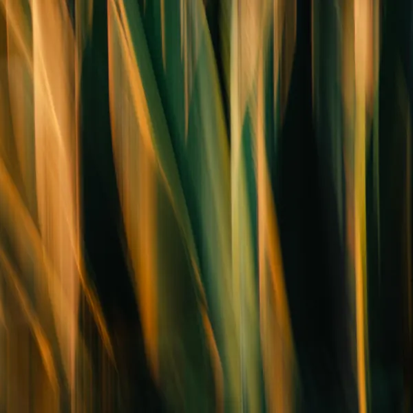 Golden Green Blur by Misaki Saito