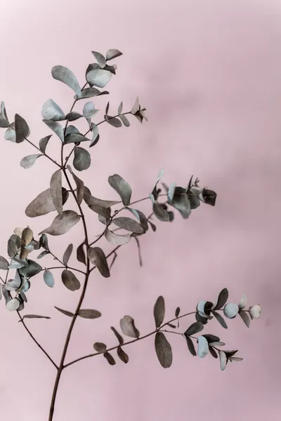 Eucalyptus 12 by Mareike Böhmer