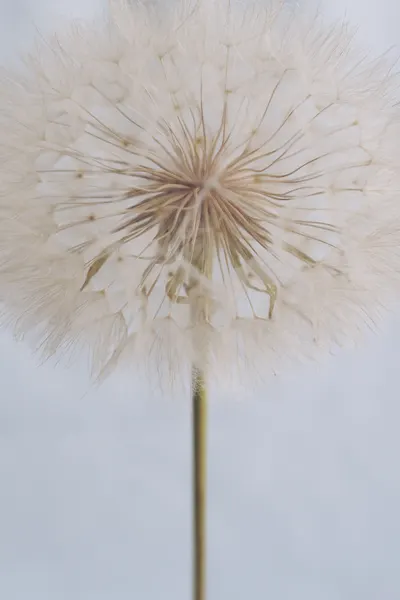 Delicate Dandelion by uplusmestudio