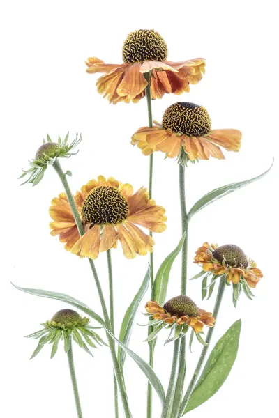 Helenium by Mandy Disher