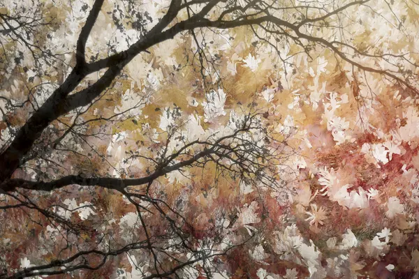 Sea of flowers by Nel Talen