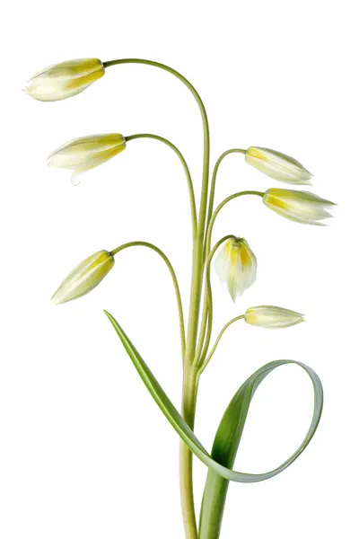 ~Tulipa Tarda~ by Mandy Disher