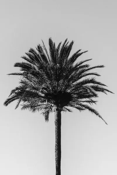 Palm Tree Silhouette by Pictufy Studio III