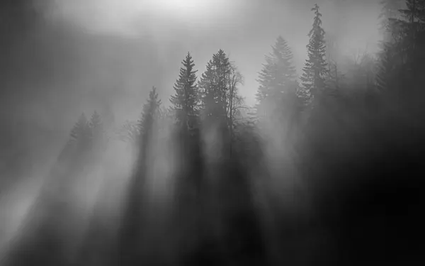 Foggy Forest Sun Rays by Andy Dauer