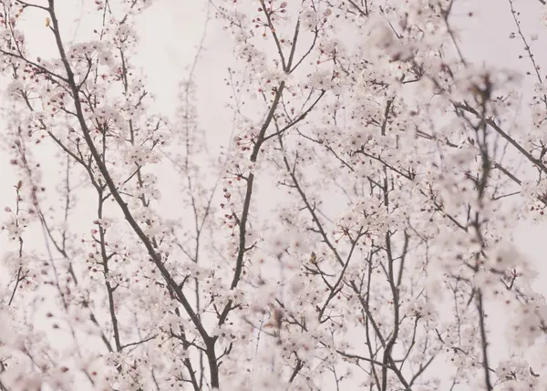 Spring blossoms by Kathrin Pienaar