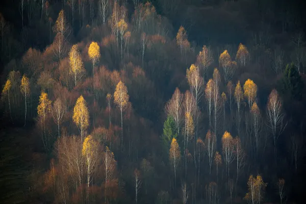 Golden Birch Forest by Lazar Ioan Ovidiu