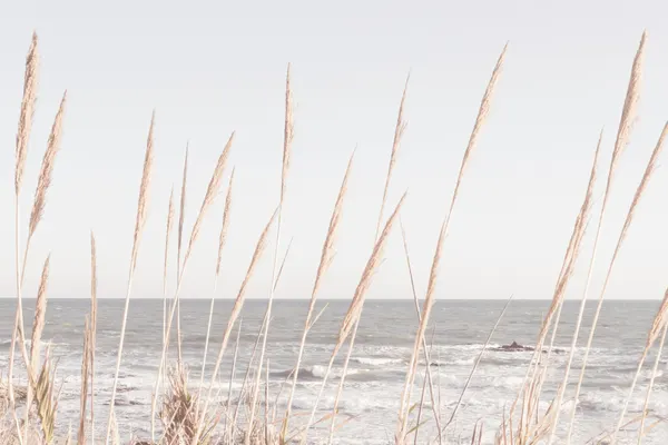 Coastal Grass Ocean View by Pictufy Studio III