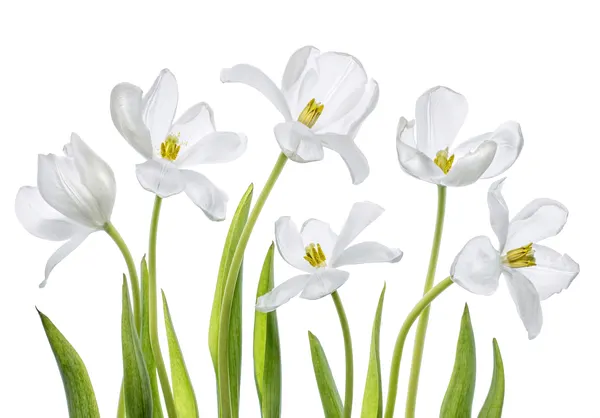 White Tulips by Mandy Disher