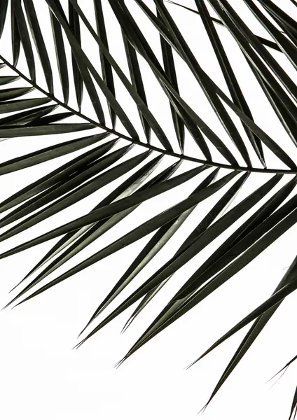 Frond Shadows by Shot by Clint