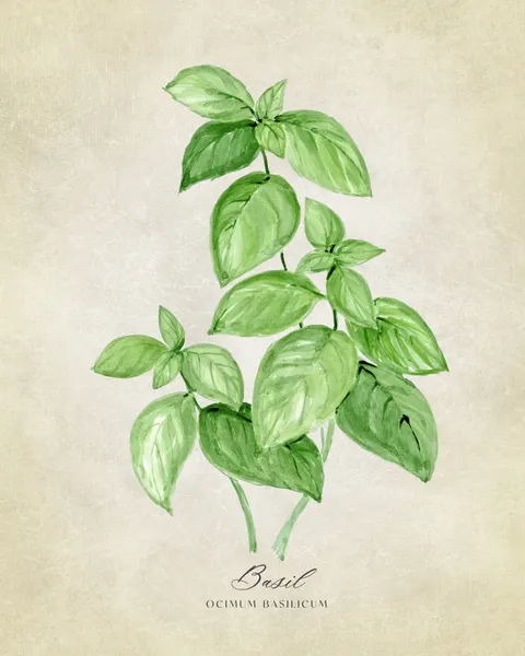 Watercolor Basil Herb by Rosana Laiz Blursbyai
