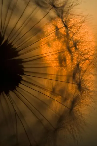 Golden Dandelion Glow by Ricky Siegers