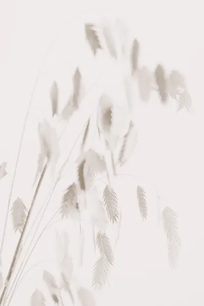 Dried Grass_pink by Pictufy Studio III