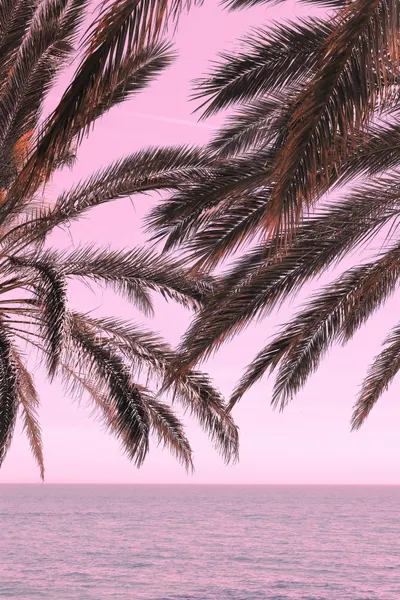 Pink Sky Tropical Palms by Pictufy Studio III