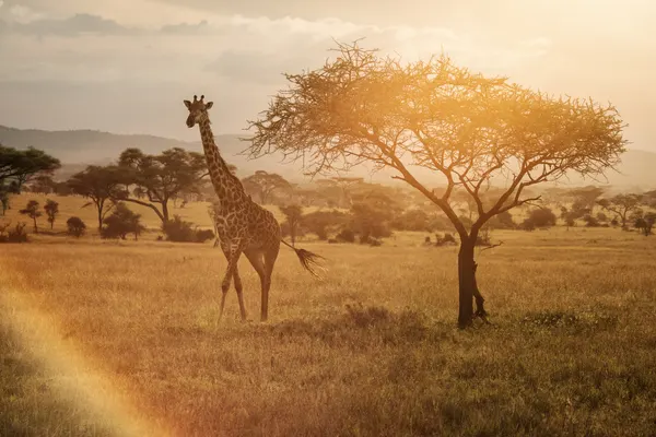Giraffe Golden Savanna Sunset by Dan Mirica