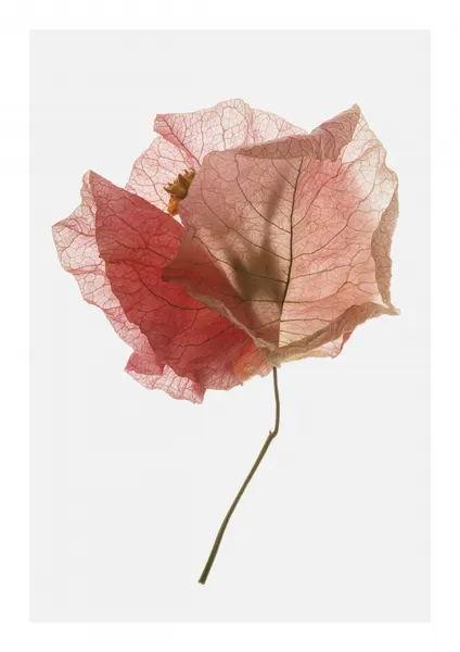 Petal Whisper by Shot by Clint