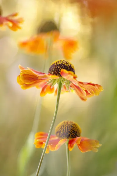 Helenium by Mandy Disher