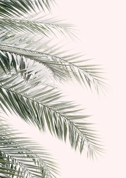 Blush Palm Leaves by Kathrin Pienaar