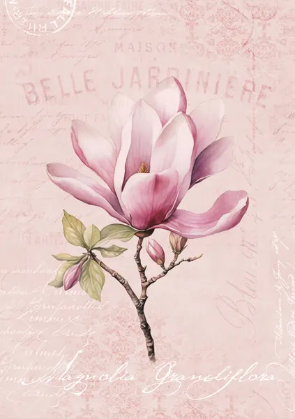 Pink Magnolia Bloom by Andrea Haase