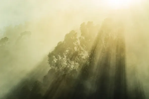 Foggy Woods III by Stefan Hefele