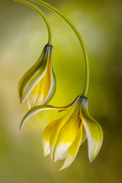 Tulipa by Mandy Disher
