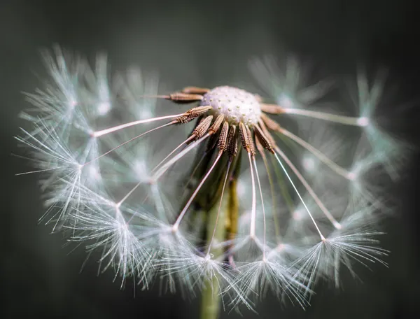 Delicate Dandelion Seed Head by Fred Louwen