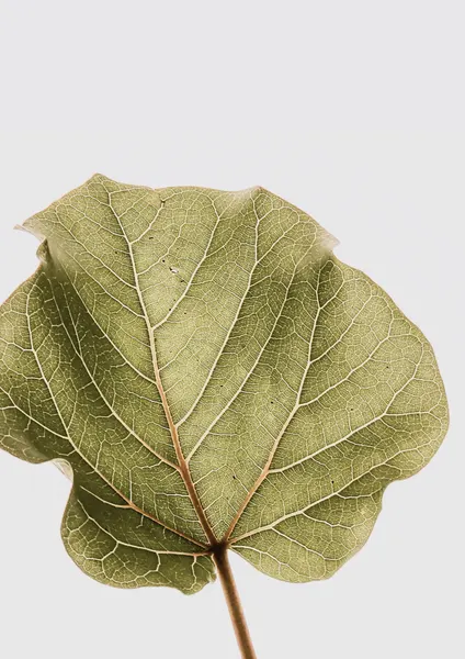 Leaf Vein Symphony by Shot by Clint