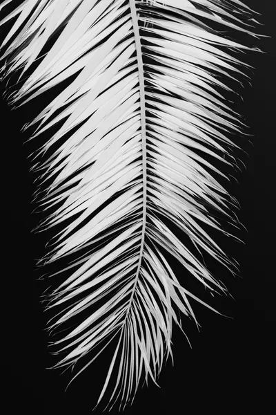 Monochrome Palm Elegance by Pictufy Studio III
