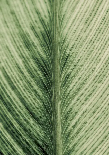 Verdant Veins by Shot by Clint