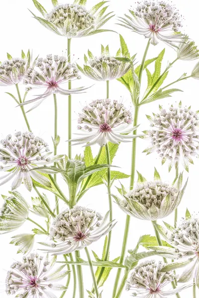 .Astrantia. by Mandy Disher