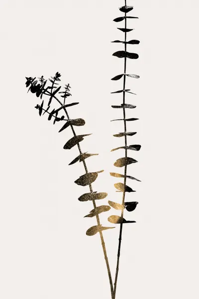 Eucalyptus Dark Gold by Kubistika