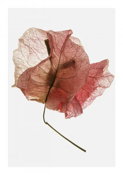 Delicate Petal Veins by Shot by Clint