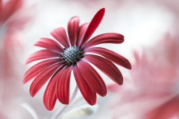 Daisy by Mandy Disher