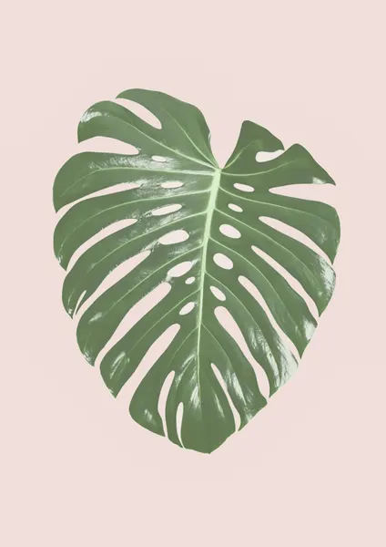 Monstera Leaf Blush by Kathrin Pienaar