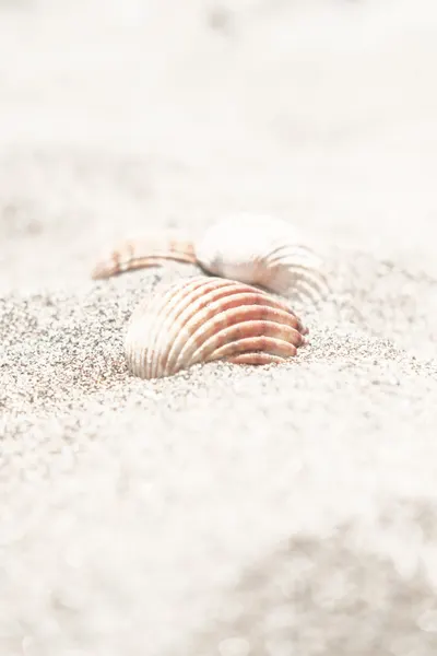 Summer Beach Shells by Pictufy Studio III