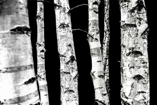 Birch Trees by Mareike Böhmer