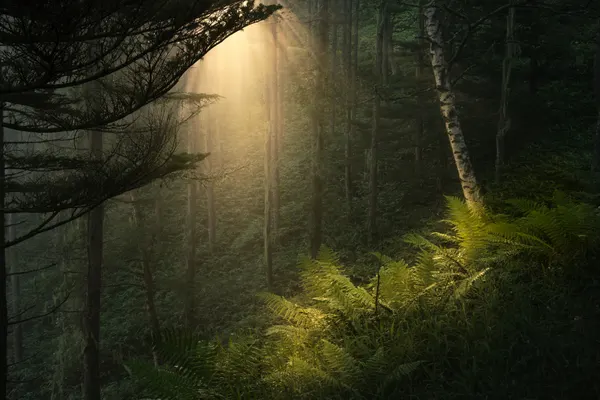 Golden Forest Beams by Masaki Sugita