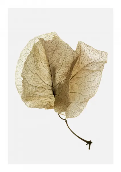 Delicate Leaf Veins by Shot by Clint