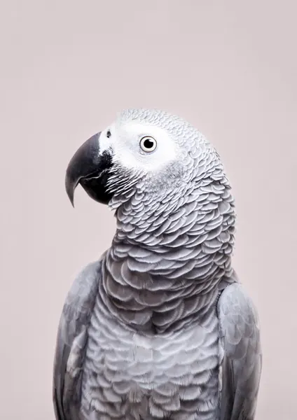 African Grey by Kathrin Pienaar